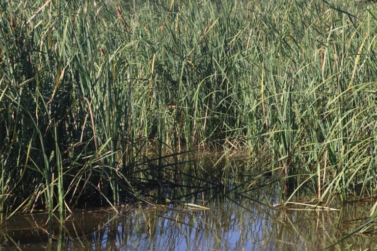 Alligator Creek – Unsafe Levels of E. Coli