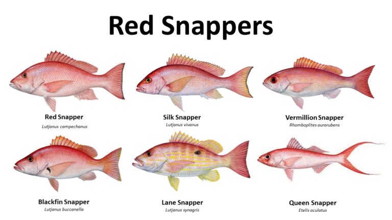 Stephanie Murphy, John Rutherford Want NOAA to Suspend Closing Red Snapper Fishing in South Atlantic