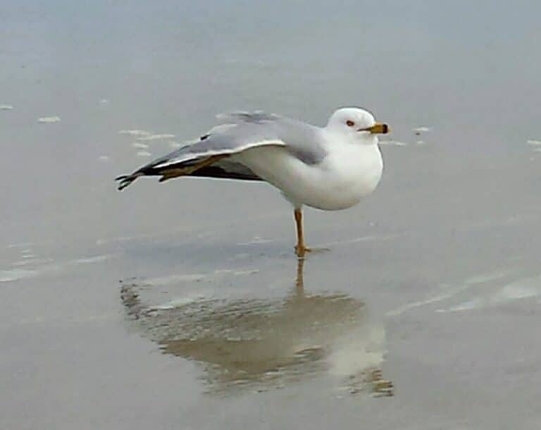 Balancing Act