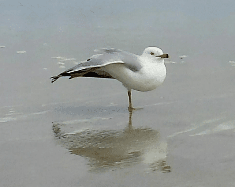 Balancing Act