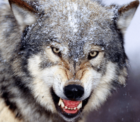 The Wolves Within and Without
