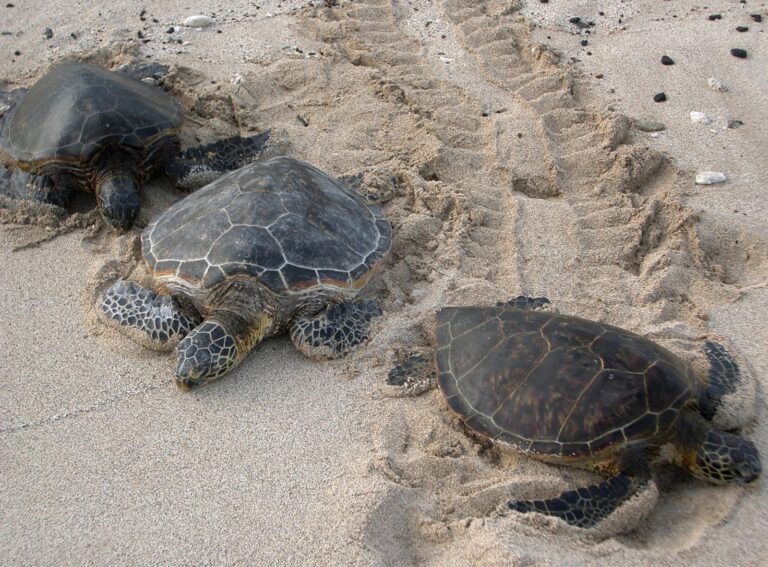 Advice on Sea Turtles Nesting Season