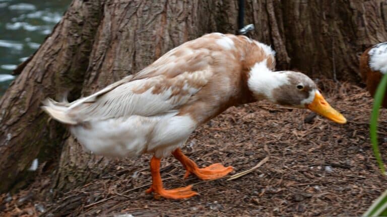 Timmerman: One Very Lame Duck