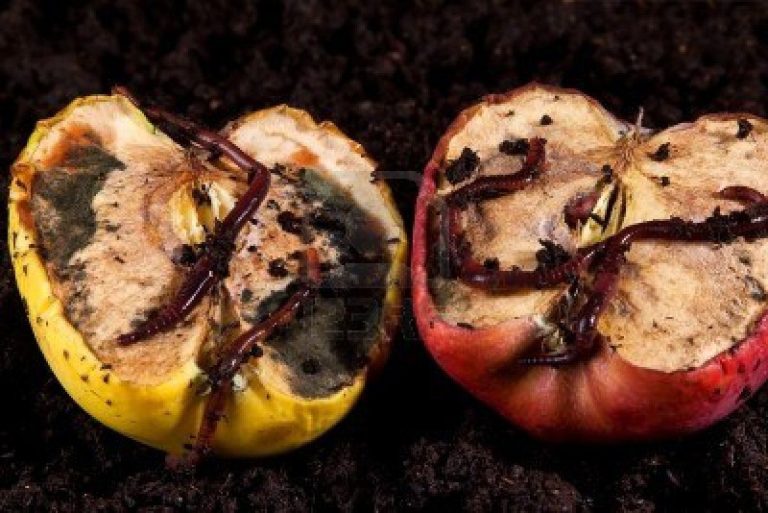 Timmerman, on Gaza Peace Deal: The Worms in the Apple